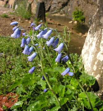 Image of Brimeura amethystina (L.) Chouard