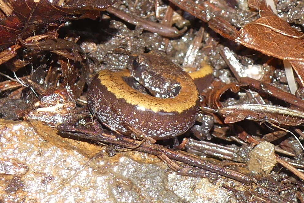 Image of Larch Mountain salamander