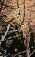 Image of Redleaf crassula