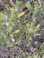 Imagem de Eremophila pustulata S. Moore