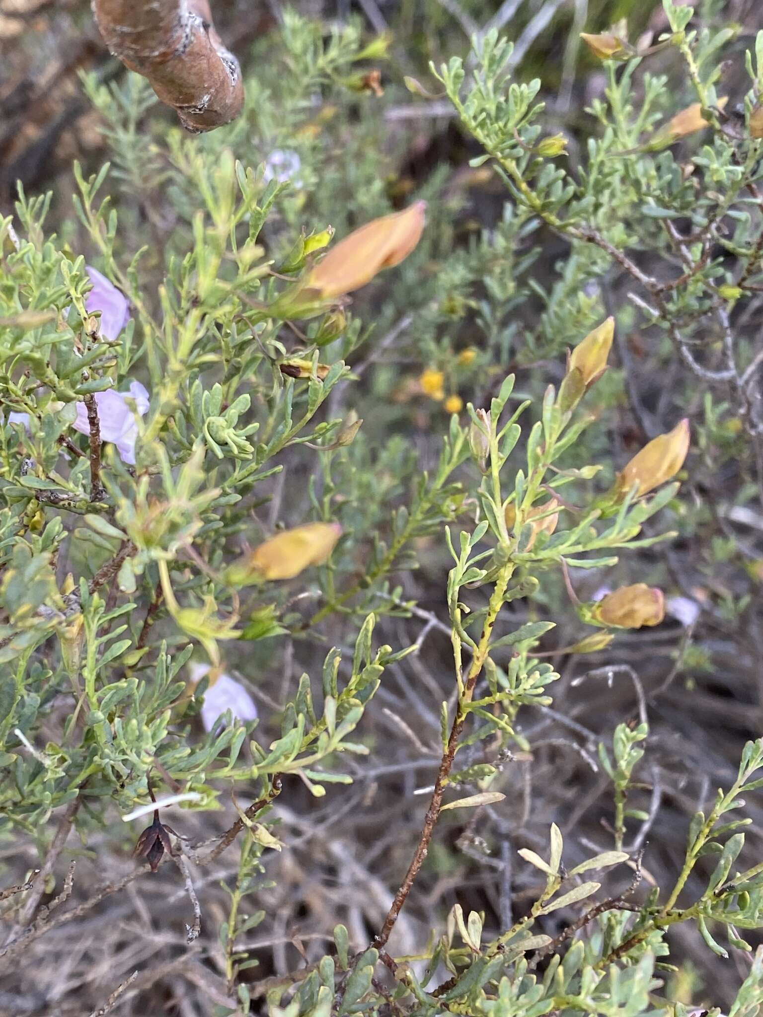 Image of Eremophila pustulata S. Moore