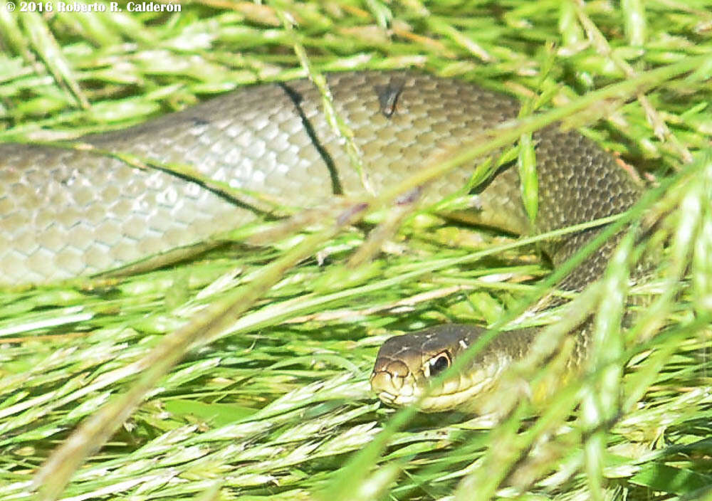 Image of Coluber constrictor flaviventris Say ex James 1823