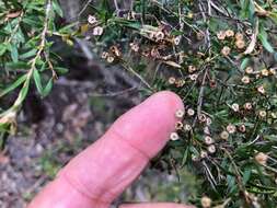 Sivun Leptospermum microcarpum Cheel kuva