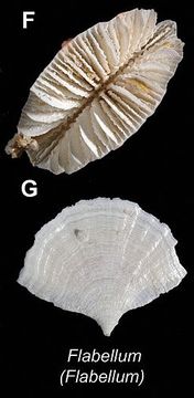 Image of fan corals