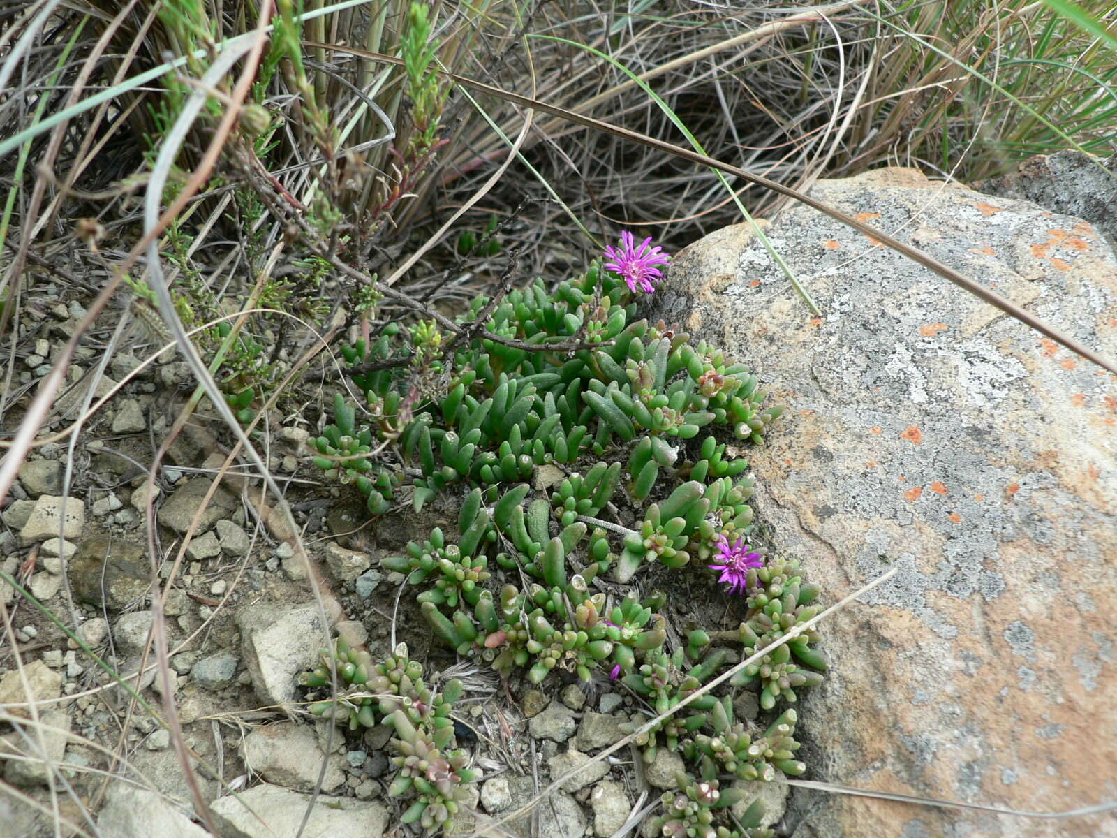 Imagem de Delosperma lavisiae L. Bol.