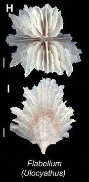 Image of Flabellum