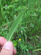 Image of Pilosella caespitosa (Dumort.) P. D. Sell & C. West