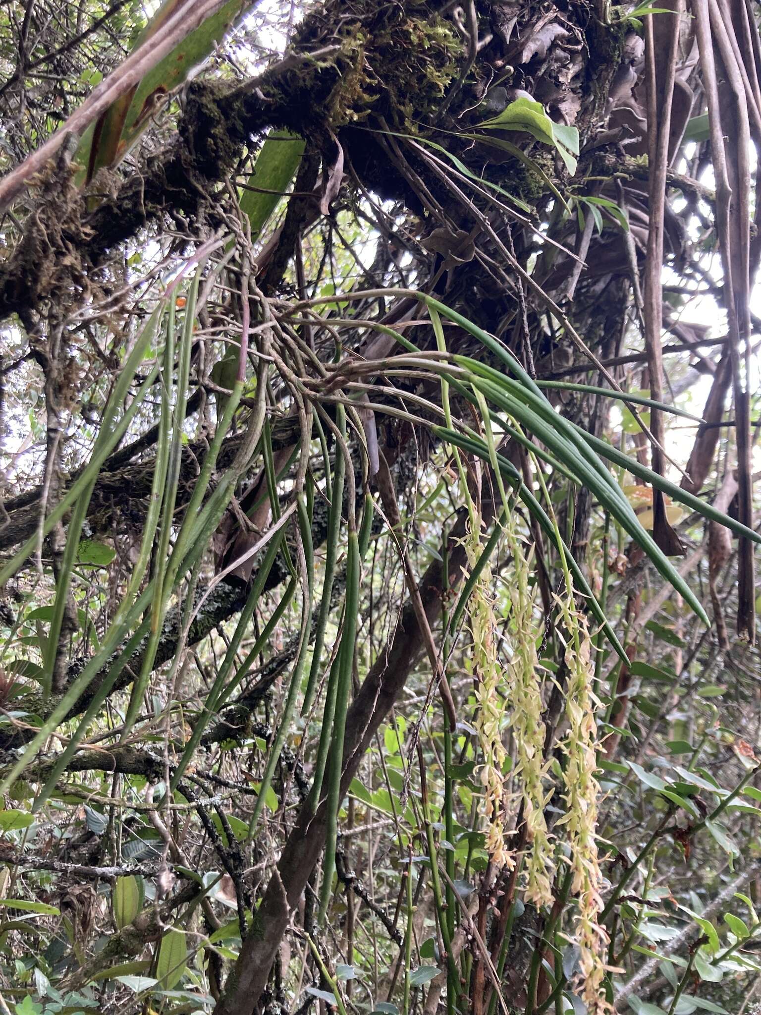 Image of Epidendrum moritzii Rchb. fil.