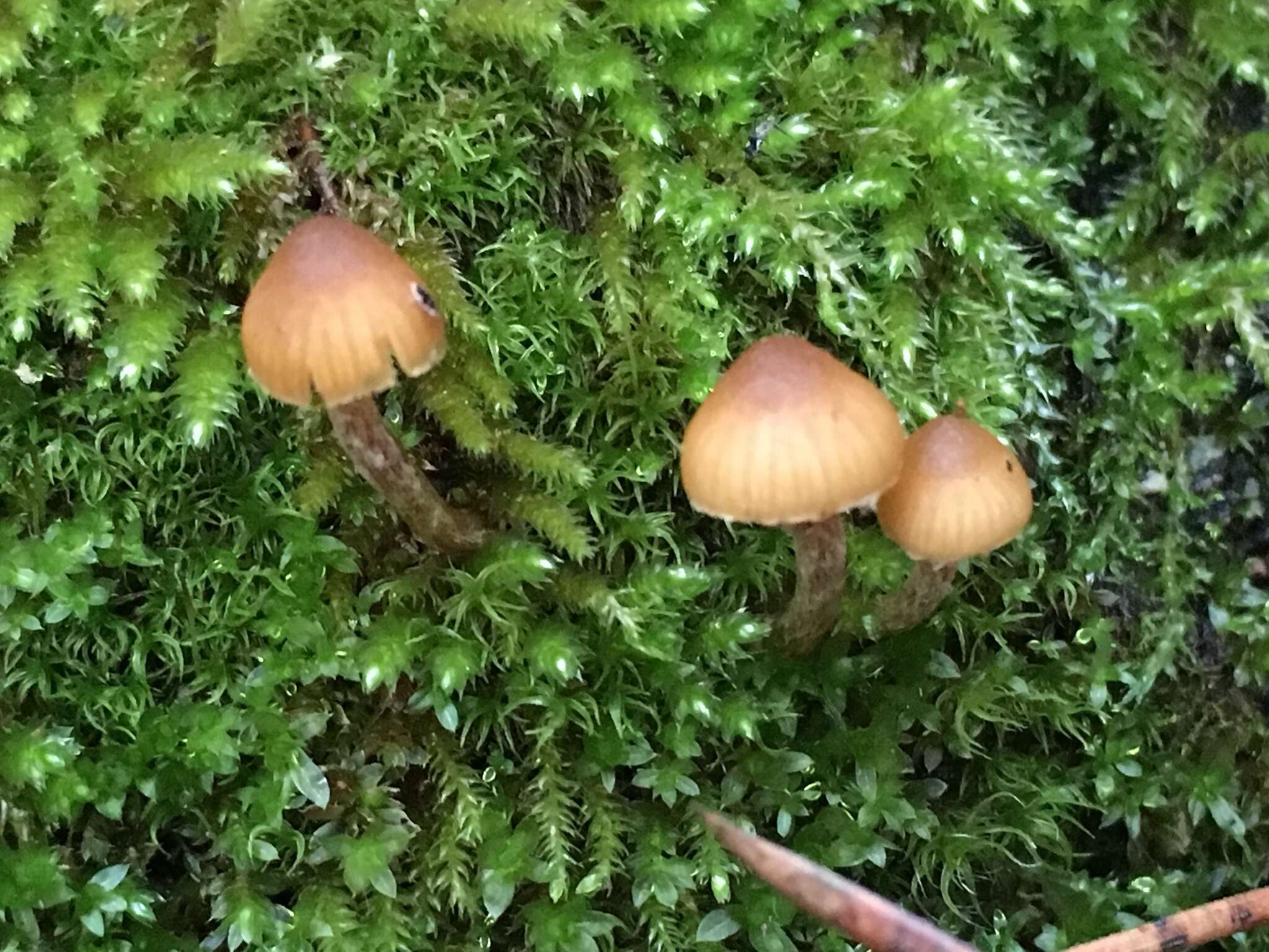 Image de Galerina badipes (Pers.) Kühner 1935