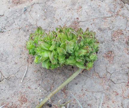 Image of Zebra leaf aloe