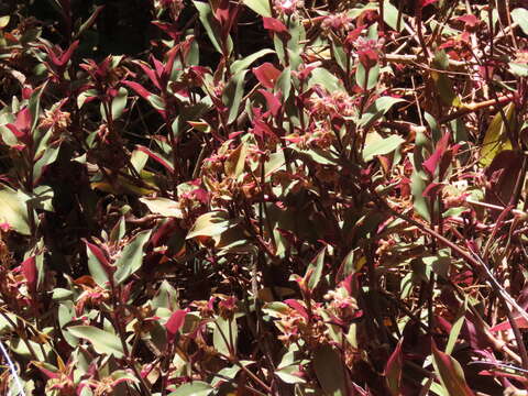 Image de Tradescantia cerinthoides Kunth