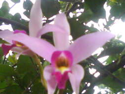 Image of Laelia anceps Lindl.