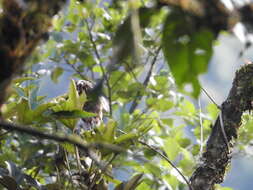 Image of Andean Potoo