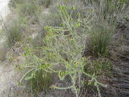 Image of <i>Wiborgiella sessilifolia</i>