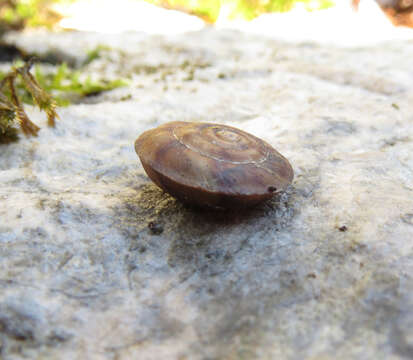 Image of Lapidary Snail