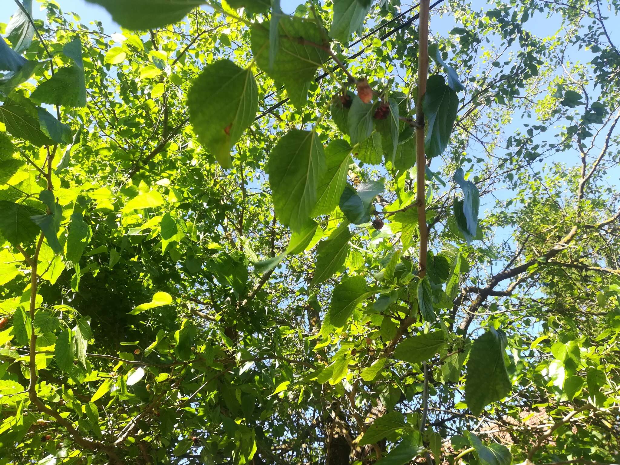 Image of black mulberry