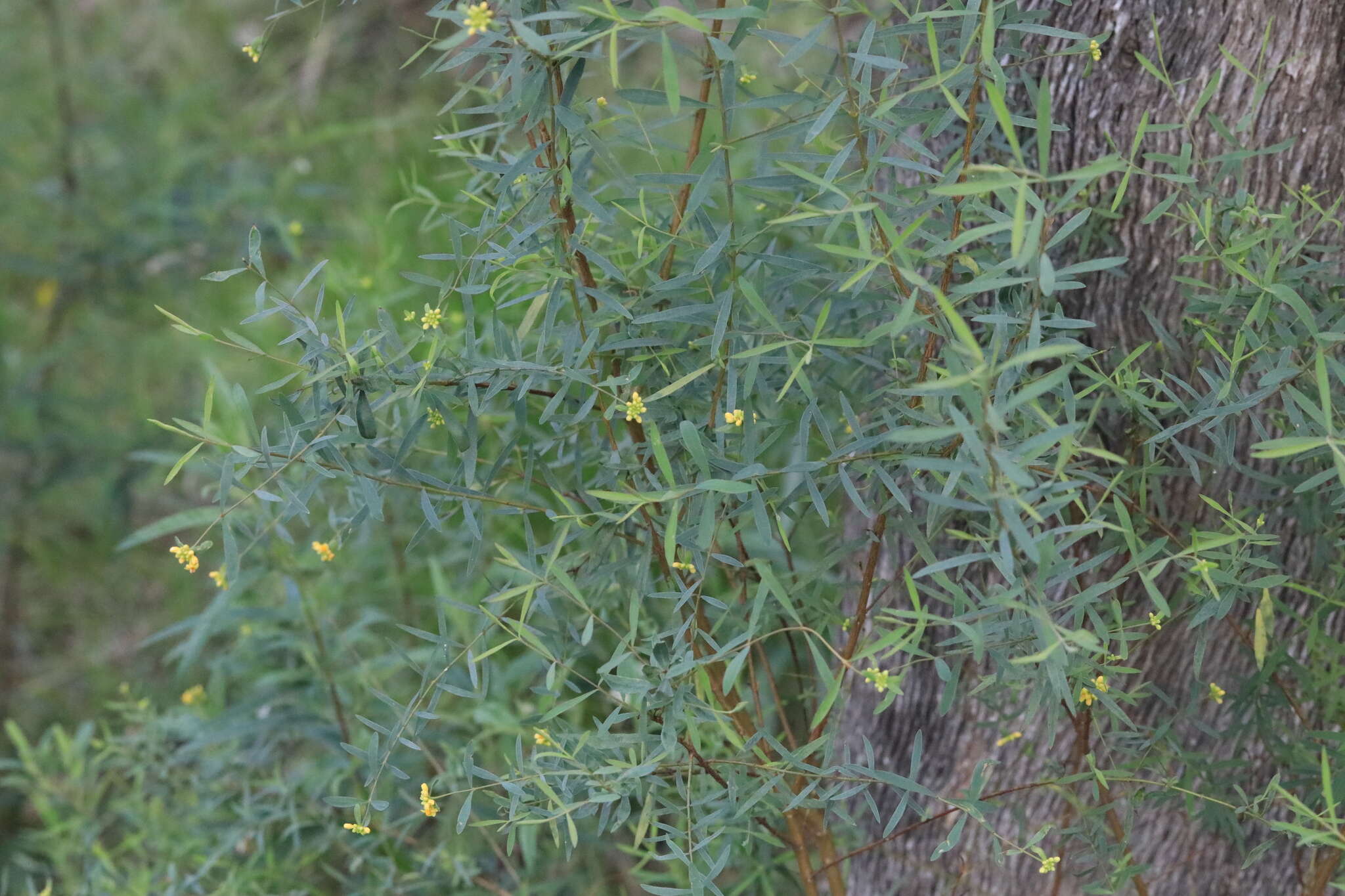 Image of Pimelea neoanglica S. Threlfall