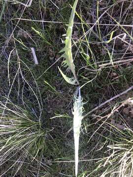 Image of tapertip hawksbeard