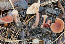 Image de Lactarius neotabidus A. H. Sm. 1983