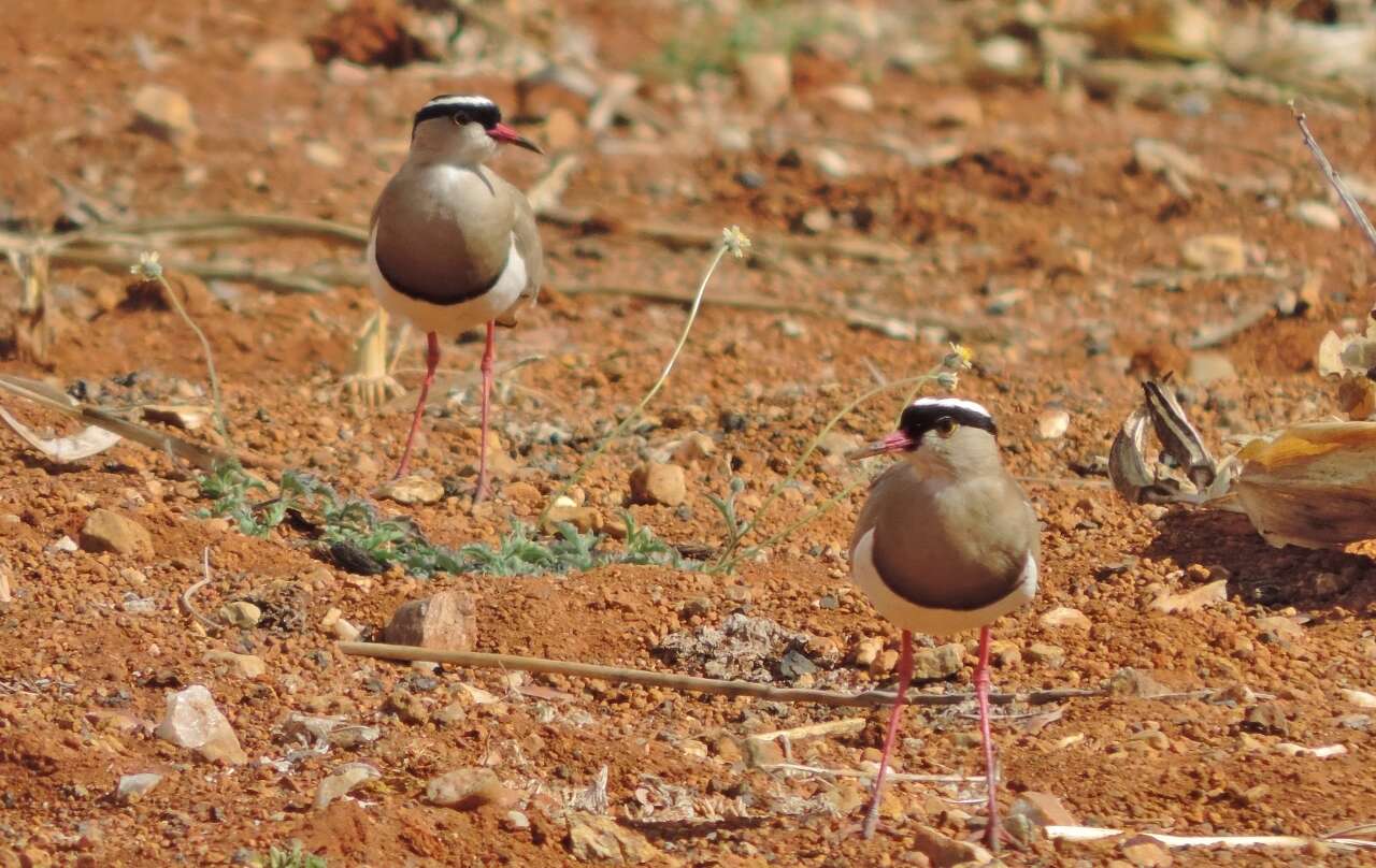 صورة Vanellus coronatus (Boddaert 1783)