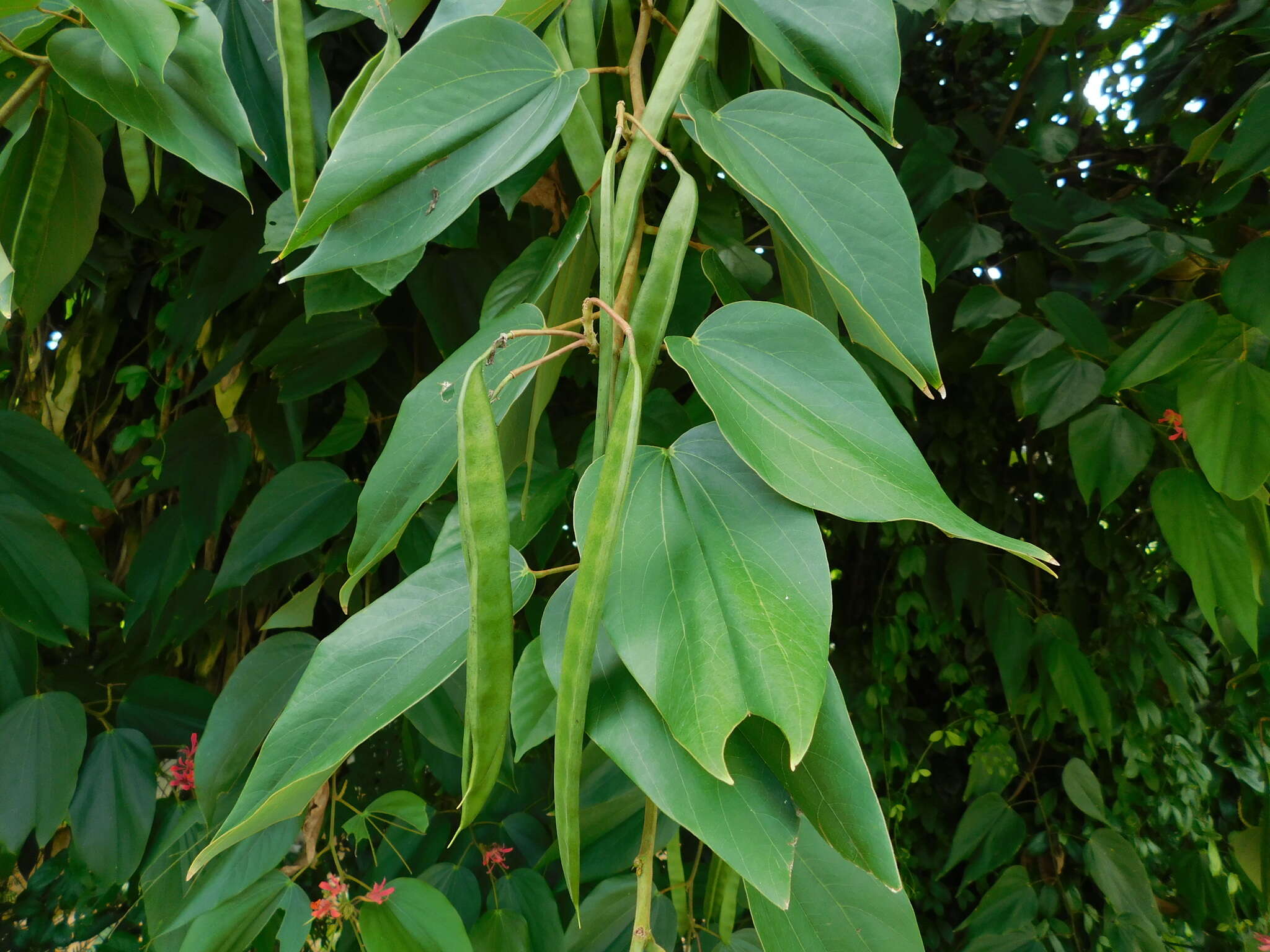 Image of Bauhinia rubeleruziana Donn. Sm.