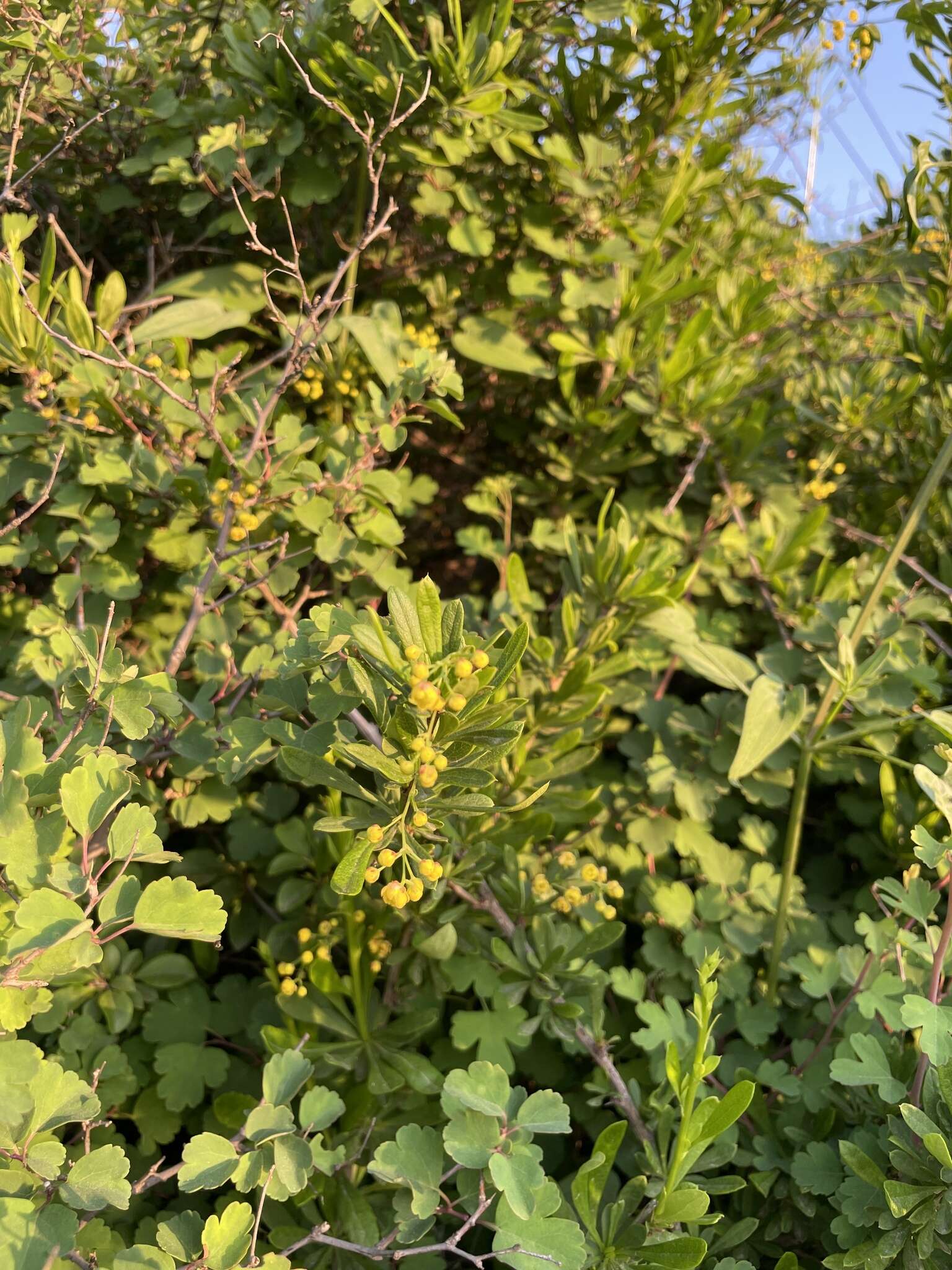 Image of Berberis poiretii C. K. Schneid.