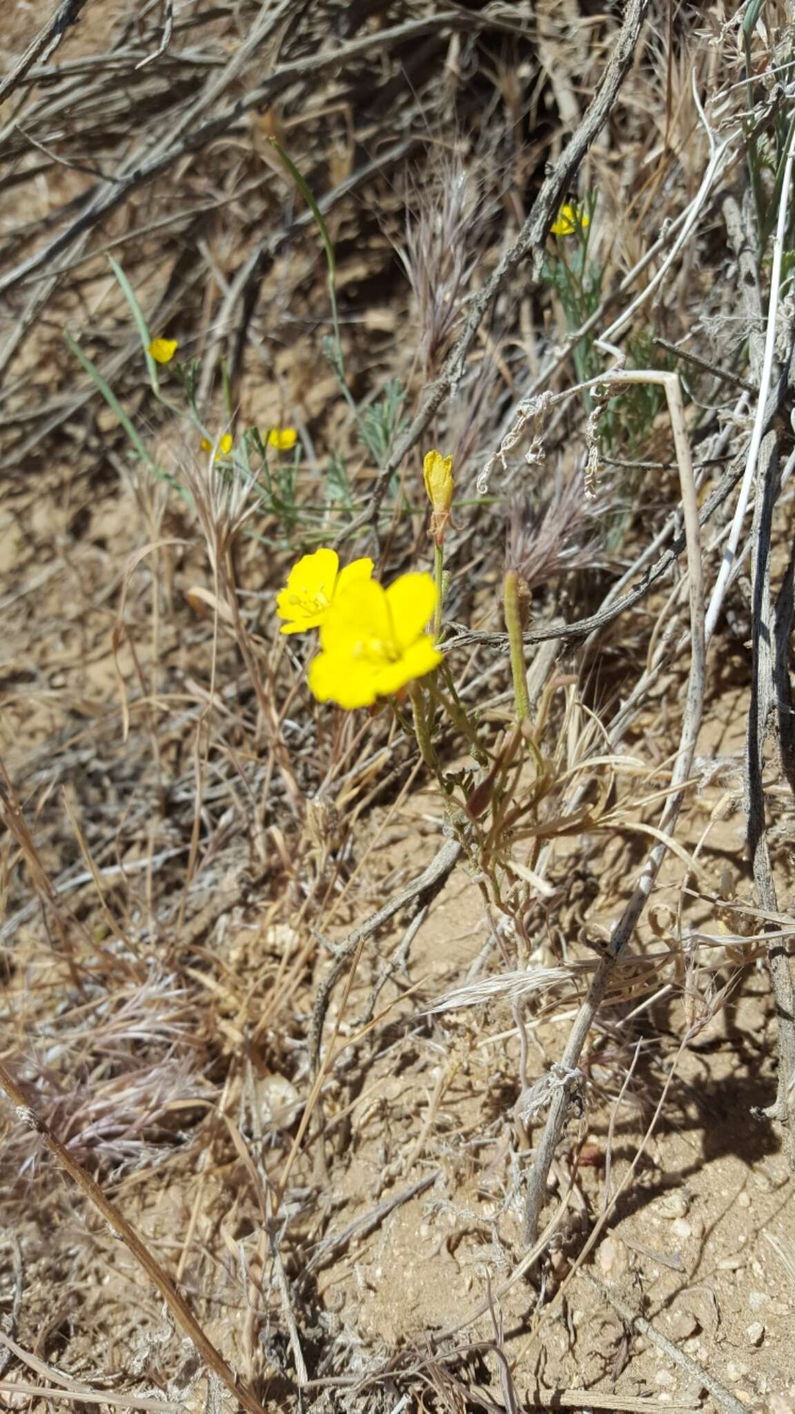 Image of Kern County evening primrose