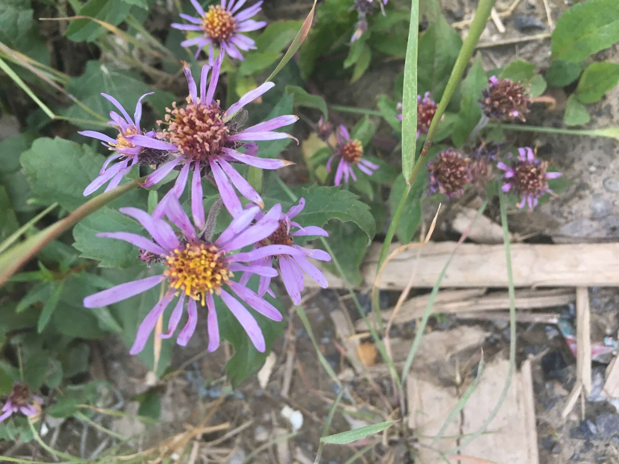 Image of arctic aster