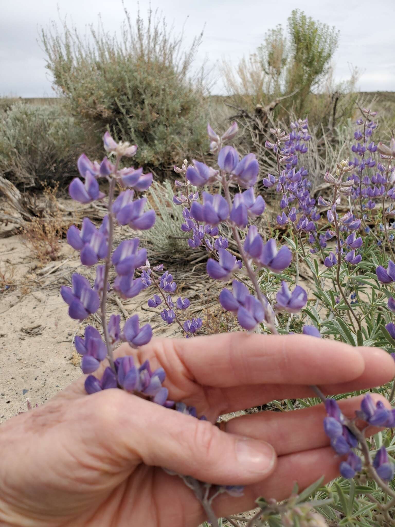 Image de Lupinus caudatus subsp. caudatus