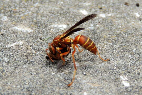 Image of Polistes bellicosus Cresson 1872