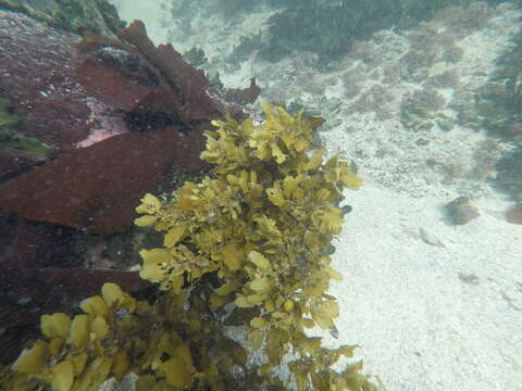 Image of Sargassum incisifolium