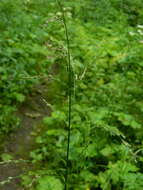 Image of Tall Manna Grass