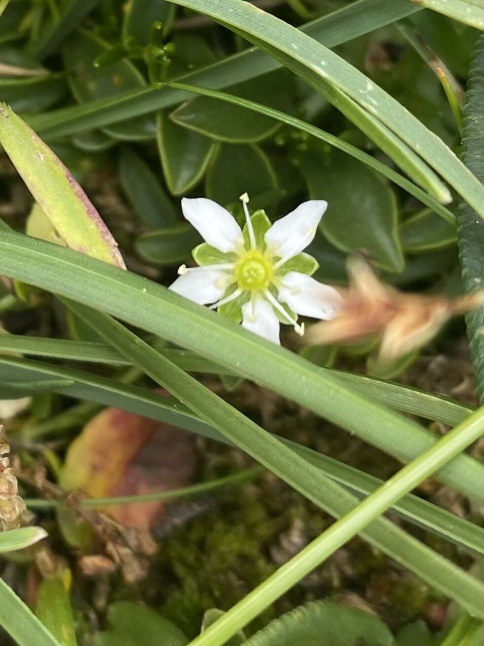 Plancia ëd Moehringia ciliata (Scop.) Dalla Torre