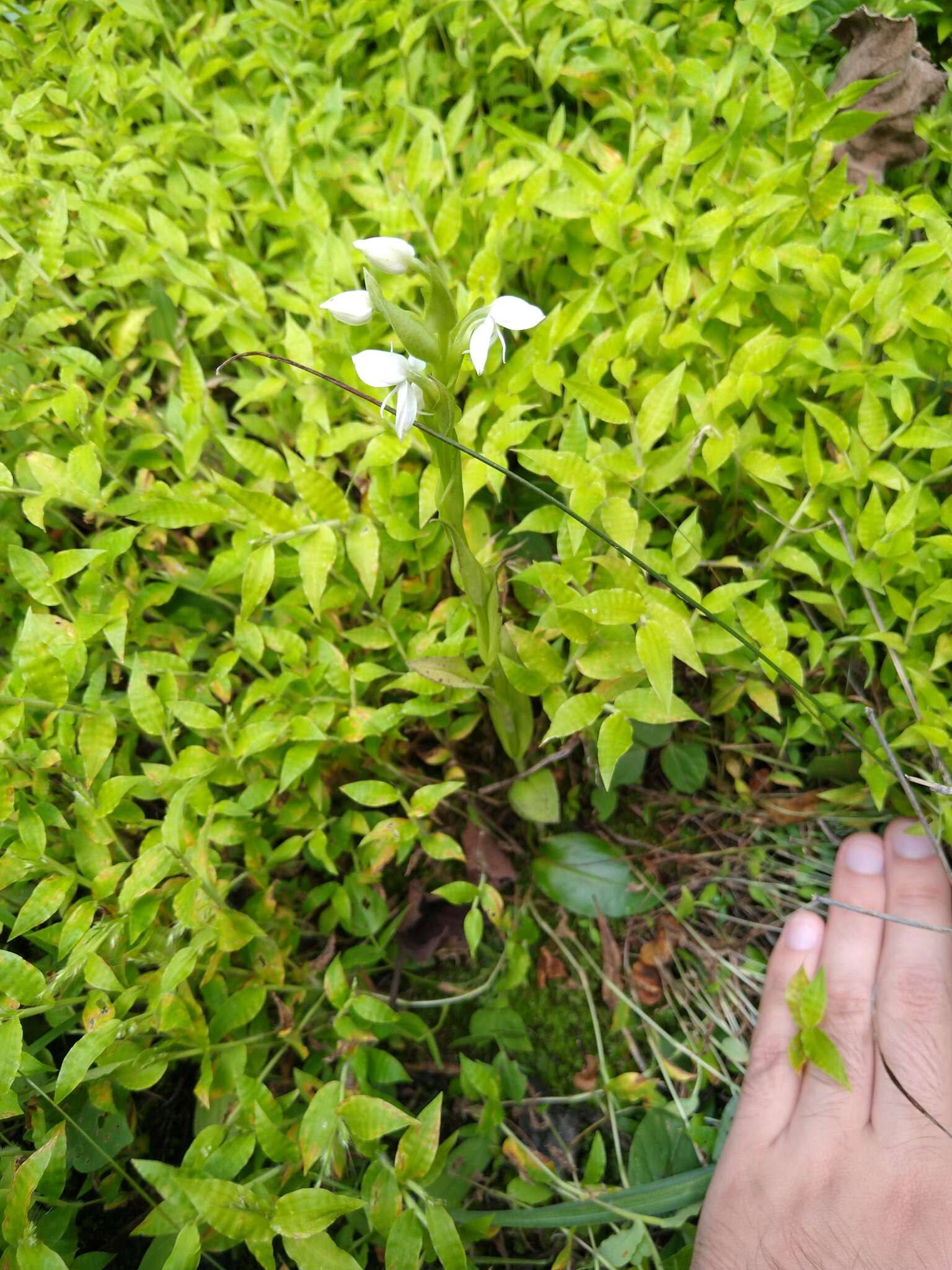 صورة Habenaria entomantha (Lex.) Lindl.