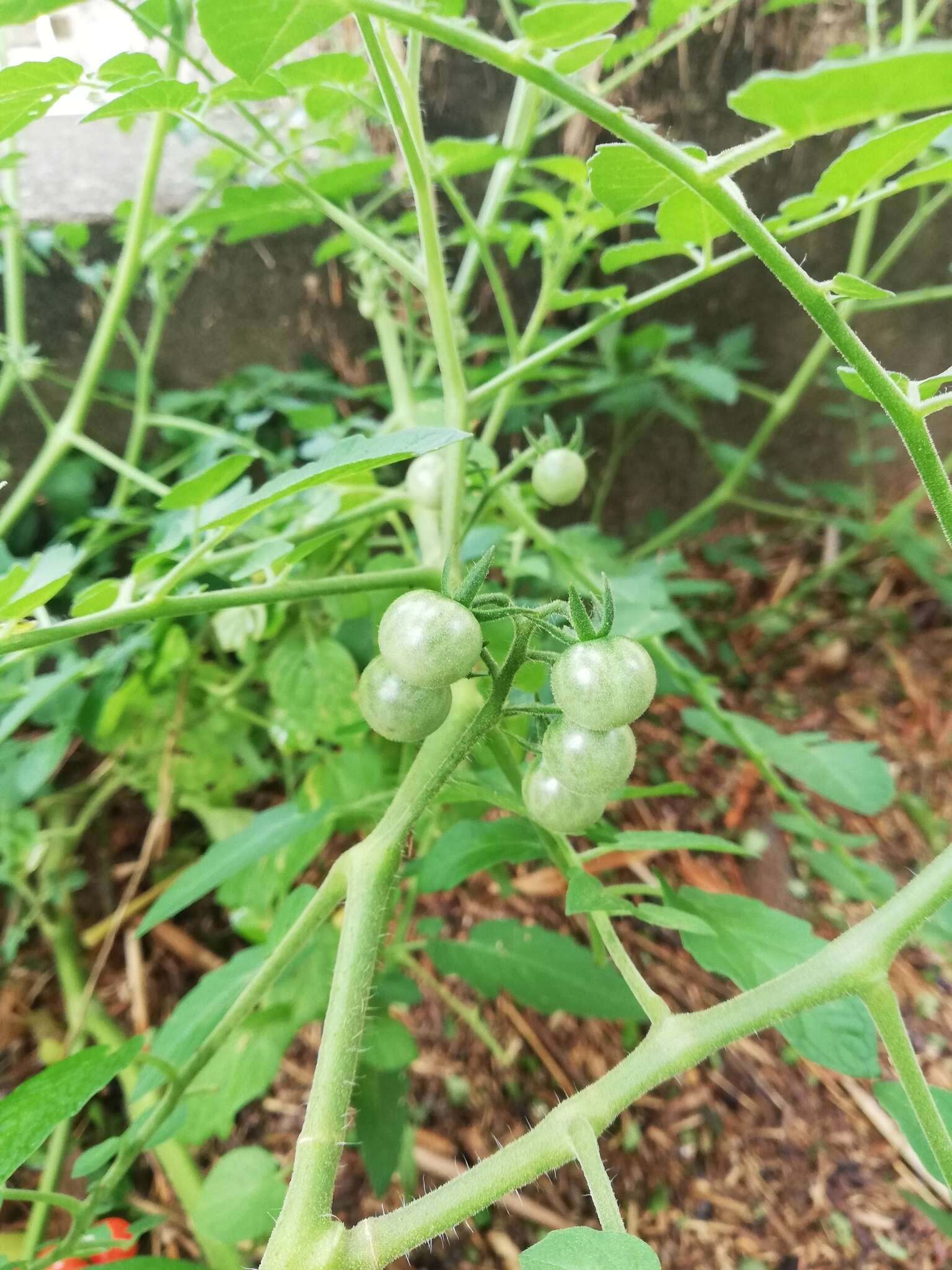 Image of tomato