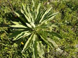 Imagem de Verbascum songaricum Schrenk