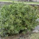 Image of Cyperus alternifolius subsp. alternifolius