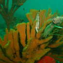 Image of Rhino filefish