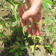 Image of basil beebalm