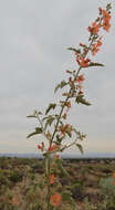 Image of gray globemallow