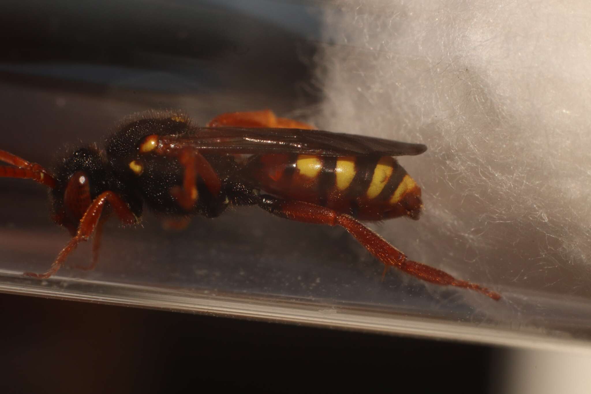 Image of Nomada bifasciata Olivier 1811