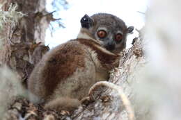 Image of Petter's Sportive Lemur