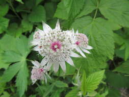 Imagem de Astrantia major L.