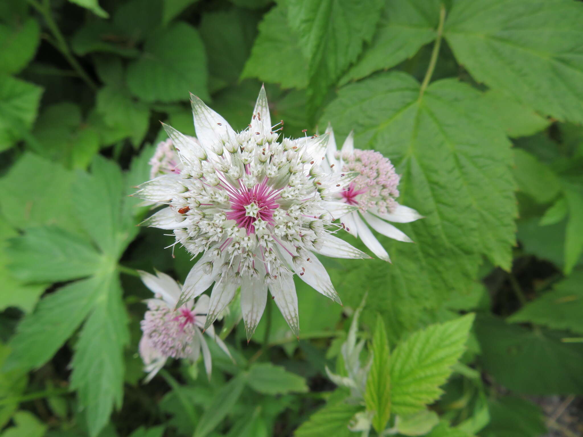 Imagem de Astrantia major L.