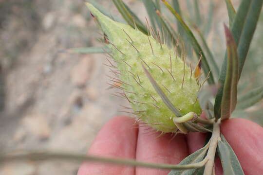 Слика од Gomphocarpus fruticosus subsp. fruticosus