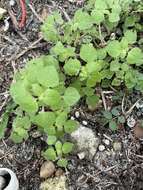 Image of Florida pellitory