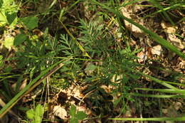 صورة Silphiodaucus prutenicus (L.) Spalik, Wojew., Banasiak, Piwczyński & Reduron