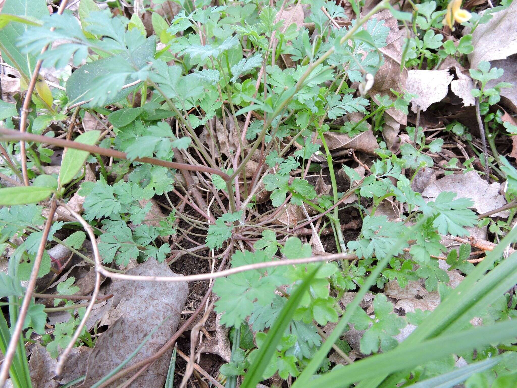 Corydalis flavula (Raf.) DC.的圖片