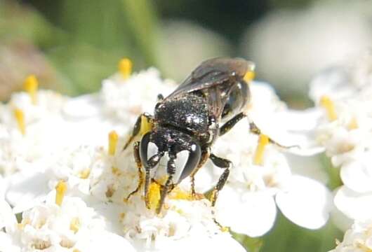 Image of Hylaeus nigritus (Fabricius 1798)