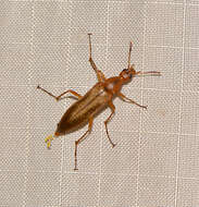 Image of False Leptura Beetle